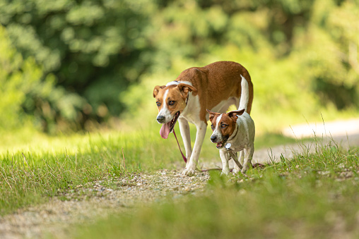 Two cute enchanting dogs are walking together without humans. Little Jack Russell Terrier doggy and a big mongrel hound