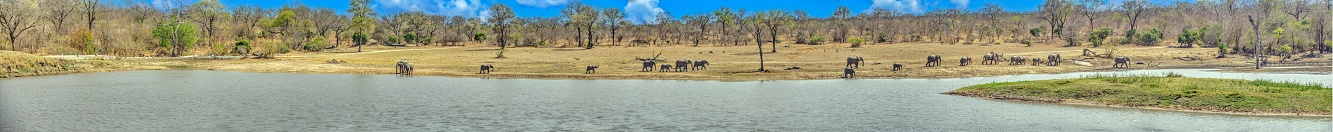 Extreme wide panoramic image of a waterhole in South Africa's Kruger National Park with a herd of elephants during the day