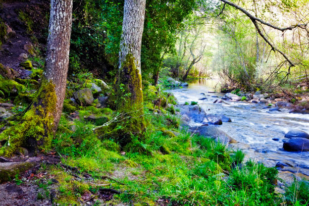 istock Rio Arenal en primavera 1922524847