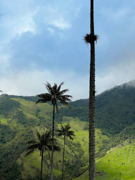 istock Cocora Valley Colombia 1922525941