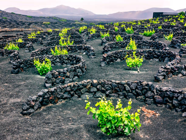 istock Vineyards in La Geria de Lanzarote 1922529308