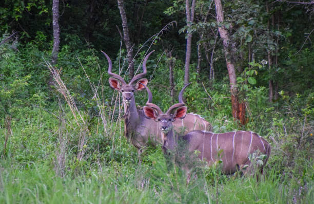 антилопы куду в заповеднике в зимбабве - hwange national park стоковые фото и изображения