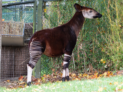 Adorable baby okapi standing in a tranquil outdoor setting