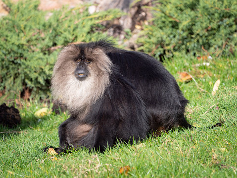A macaque across a lush green field surrounded by trees and foliage, enjoying the sunshine
