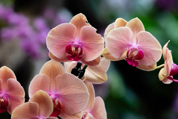 pink orange orchid flower stock photo
