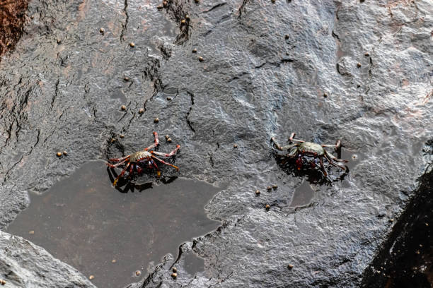 Two crabs on a rock stock photo