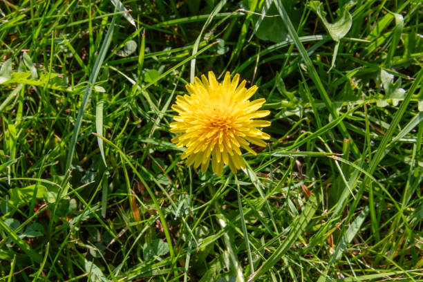 yellow flower in the grass stock photo