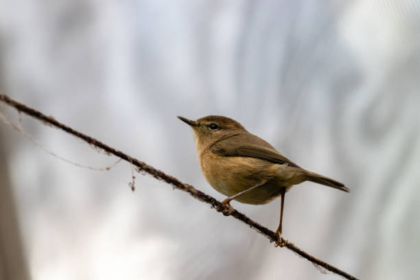 Small bird on a branch stock photo