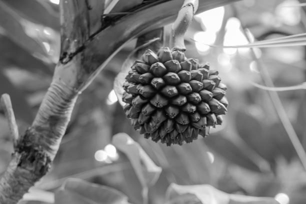 Black-white photo of tropical plant stock photo