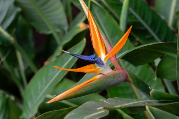 Orange-blue tropical flower stock photo