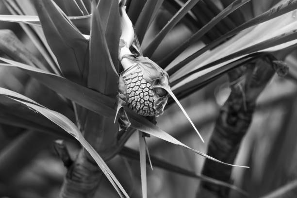 Tropical plant in black-white stock photo