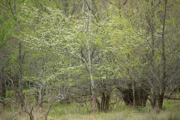 Southern state freshwater wetland forest on a on a sunny day in early spring (April 11). The image was captured in Big Creek, Forsyth, (near Cumming) in Georgia (USA) with a full frame mirrorless digital camera and a sharp telephoto lens, resulting in large clean files and images with shallow depth-of-field. The image is part of a large series of Georgia wetland at different seasons.