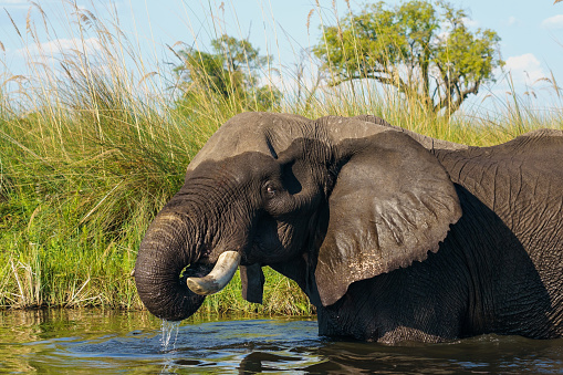 A bull elephant standing in a shallow body of water in Okavango Delta, Botswana
