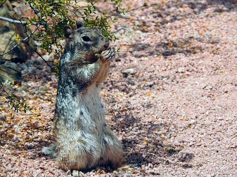 Desert squirrel, Papago Park, Phoenix Arizona - United States