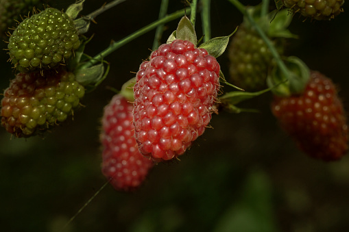 Blackberries Fruit R. ursinus × idaeus, Fruit