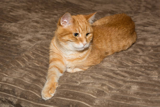 Big red cat is lying on the bedspread