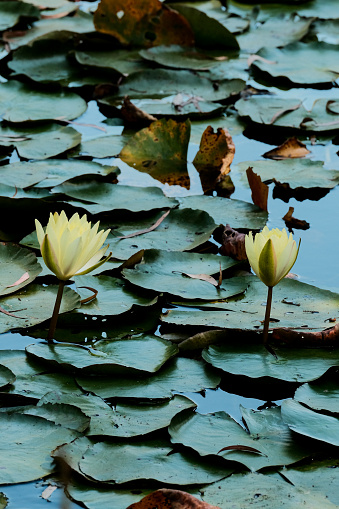 A close-up image of a water lily with several bright yellow leaves, floating in a tranquil pond