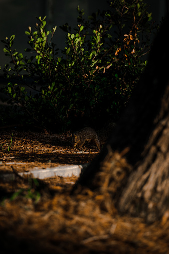 Two adorable small brown squirrels perched in the shade of lush trees and greenery