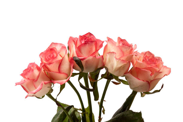 istock Pink and white  beautiful rose isolated on a white background. 1922590574