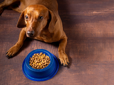 Kibble pet. Dachshund dog waiting to eat his bowl of dry dog food.