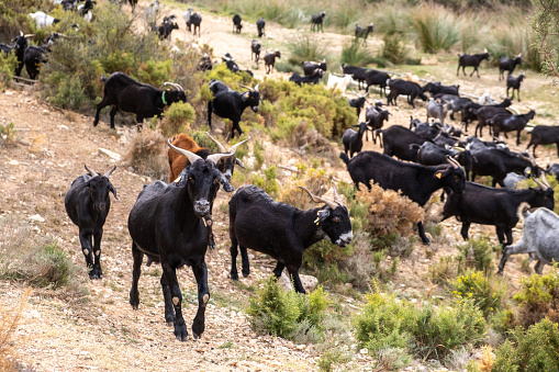 Migration or trashumance or in Spain is an ancient seasonal grazing tradition where herds migrate between lowlands and highlands in search of fresh pastures, a key practice for maintaining ecological balance and preserving biodiversity in rural regions.