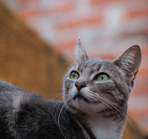 istock cat green eyes looking at the sky 1922601303