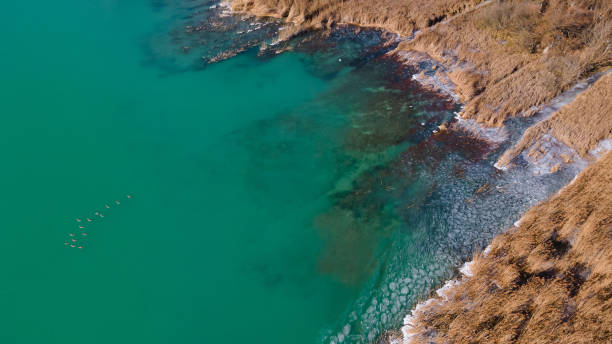 vista aérea del lago balaton en hungría en invierno. - frozen cold lake reed fotografías e imágenes de stock