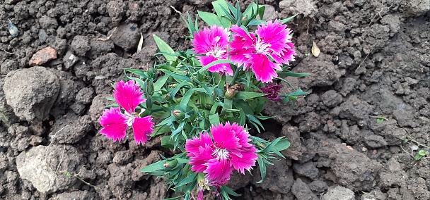 Dianthus is a Caryophyllaceae family flowering plant. Native place of this flowering plant is Asia and Europe. It is also known Carnation, Pink and Sweet William.