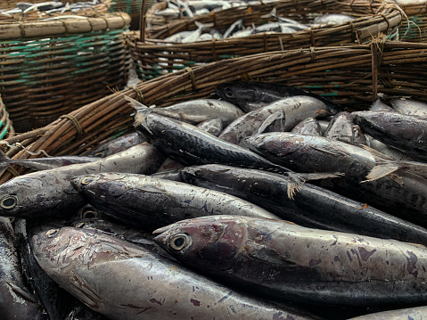 Fresh small tuna fish in traditional market