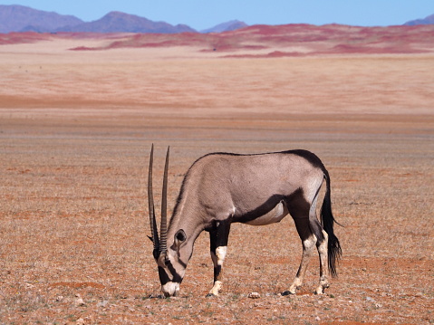 gemsbok, or South African oryx (Oryx gazella) in Hardap region