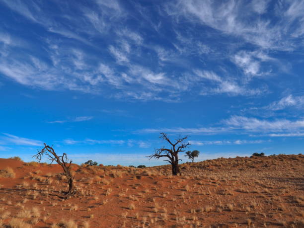 in Namib Rand Nature Reserve in Hardap region