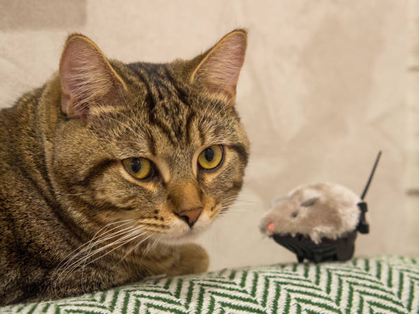istock domestic cat plays with a plush mouse 1922636830