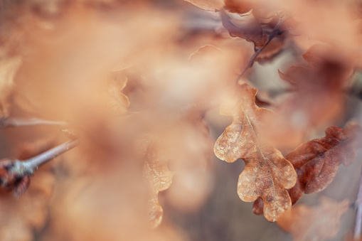 Captured in the intimate embrace of autumn's soft light, this image presents a close-up view of withered oak leaves. The warm brown hues and delicate textures of the foliage evoke a sense of the season's tranquil beauty. Each leaf, crisply detailed against a backdrop of gentle bokeh, tells a story of the cycle of life in the forest. As the leaves prepare to make their final graceful descent, the photo preserves the serene mood of fall, celebrating the quiet harmony and rustic charm of the countryside. Perfect for those seeking to illustrate the peaceful and fleeting nature of the fall season.