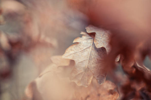 dry Oak Leaves in Fall with a strong bokeh in foreground stock photo