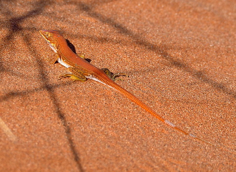 wedge-snouted sand lizard (Meroles cuneirostris) in Namib Rand Nature Reserve in Hardap region