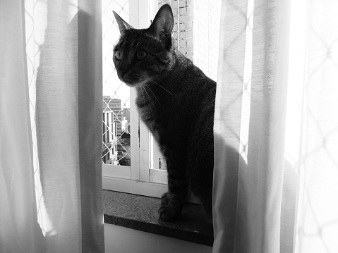 Cute Tabby Cat near the window