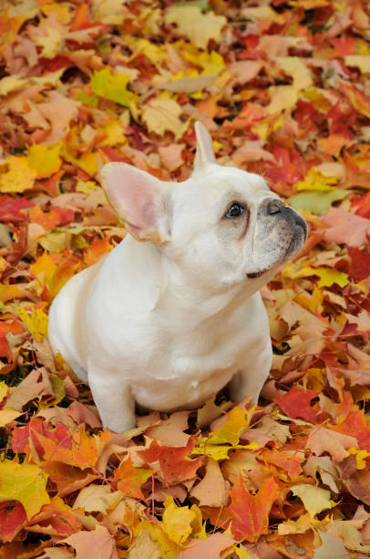 istock Champion Show Dogs 1922655869