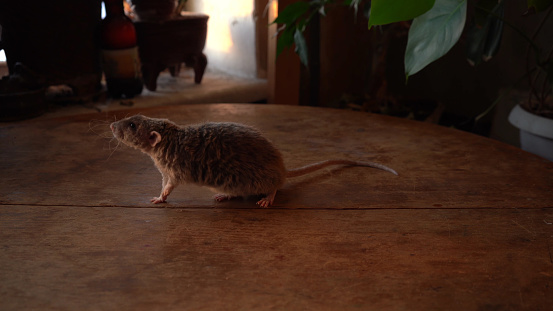 Gray rat  on a wooden table.