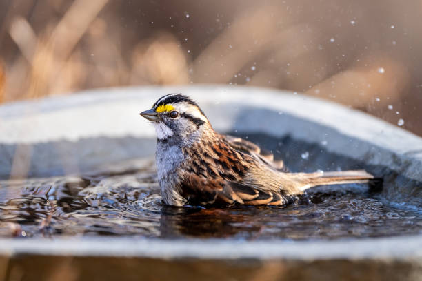 il passero dalla gola bianca fa il bagno - birdbath foto e immagini stock