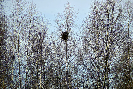 A large bird's nest is on a high tree. There are no leaves on the trees.