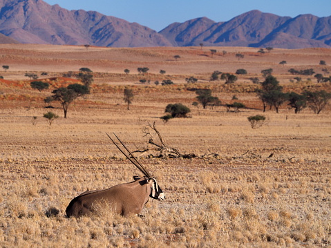gemsbok, or South African oryx (Oryx gazella)  in !Karas region