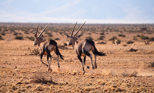 gemsbok, or South African oryx (Oryx gazella)  in !Karas region