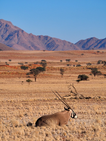 gemsbok, or South African oryx (Oryx gazella)  in !Karas region