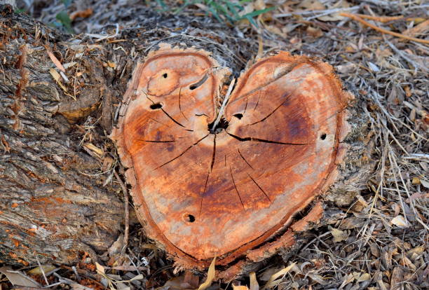 View from above of crosscut piece of an old beech tree trunk log shaped as heart. Ideal for background with sharp focus on heart shape surface and blur / defocused ground where some more chopped trees are laying and all covered in chip barks. Shoot on Canon EOS.