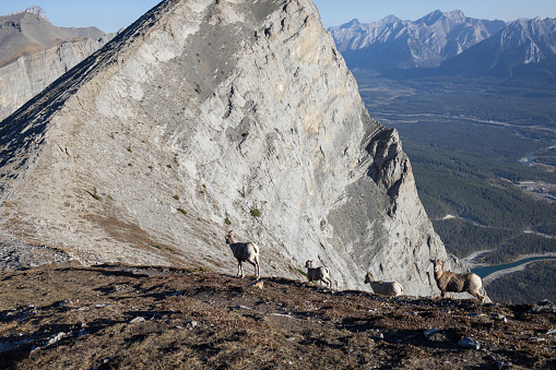 Mountain goats on Ha Ling Peak in Kananaskis Country near Canmore and Banff National Park in Alberta.