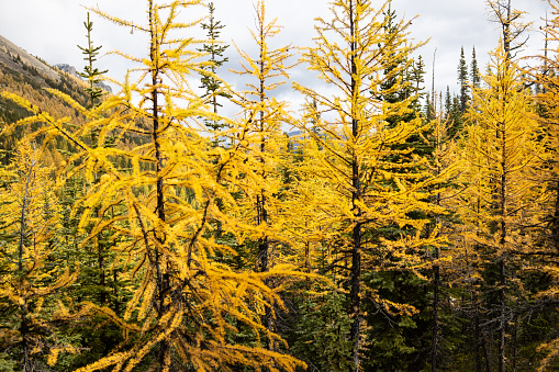 Larch trees turning golden in the fall surrounded by snowy peaks in Larch Valley in Banff National Park, Canada.