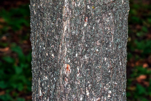 istock Turkish hazel bark texture or Corylus colurna. Natural leather nature background. 1922699042