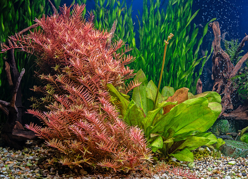 The water plant Rotala indica in freshwater aquarium. Aquascape and aqua design.