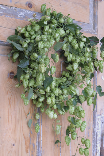A wreath of hops on a rustic wooden background. A wreath on the door made of hops.
