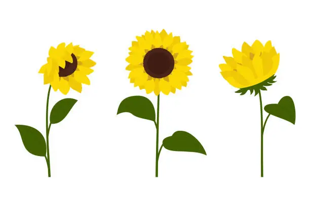 Vector illustration of Clip art sunflowers, vector. Sunflowers isolated on white background